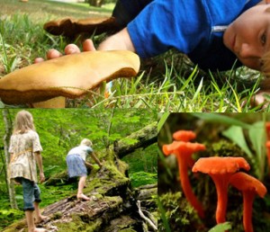 Wild for Mushrooms in Appalachia